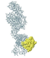 Jundishapur J Microbiol